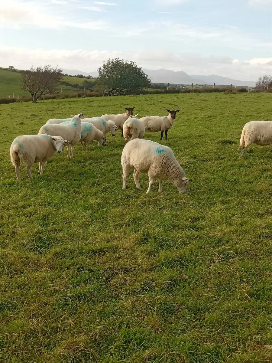Hoggets for sale - Image 2