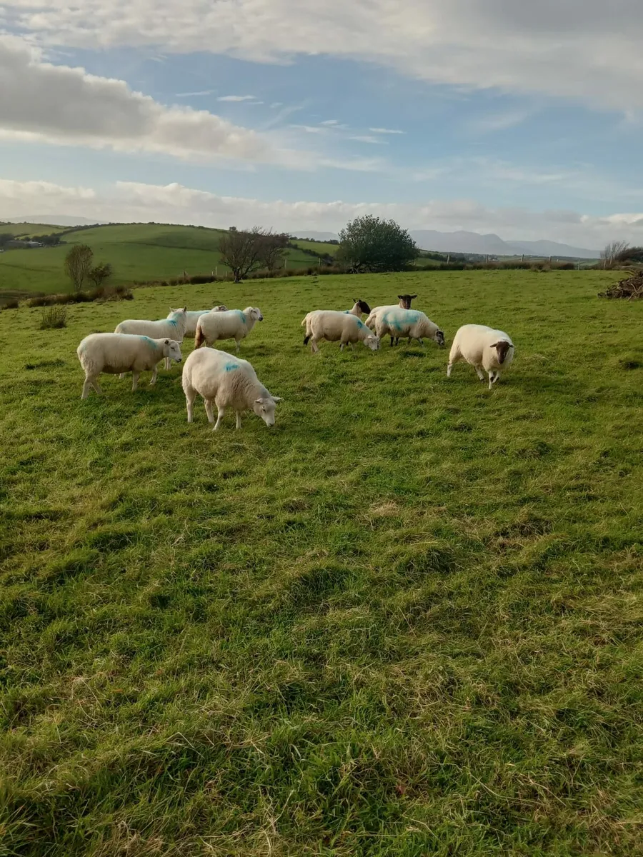 Hoggets for sale - Image 3