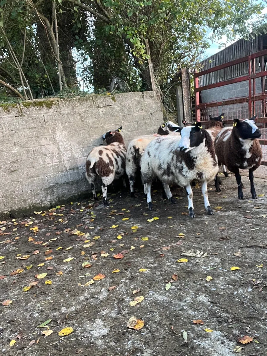 Spotted Dutch ewe lambs - Image 1