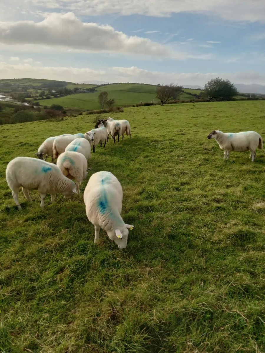 Hoggets for sale - Image 4