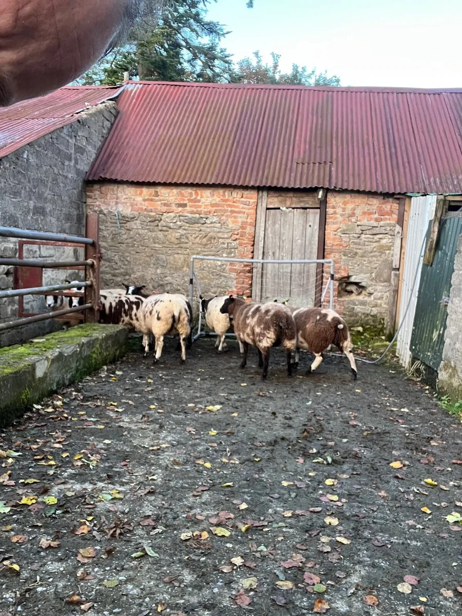 Spotted Dutch ewe lambs - Image 3