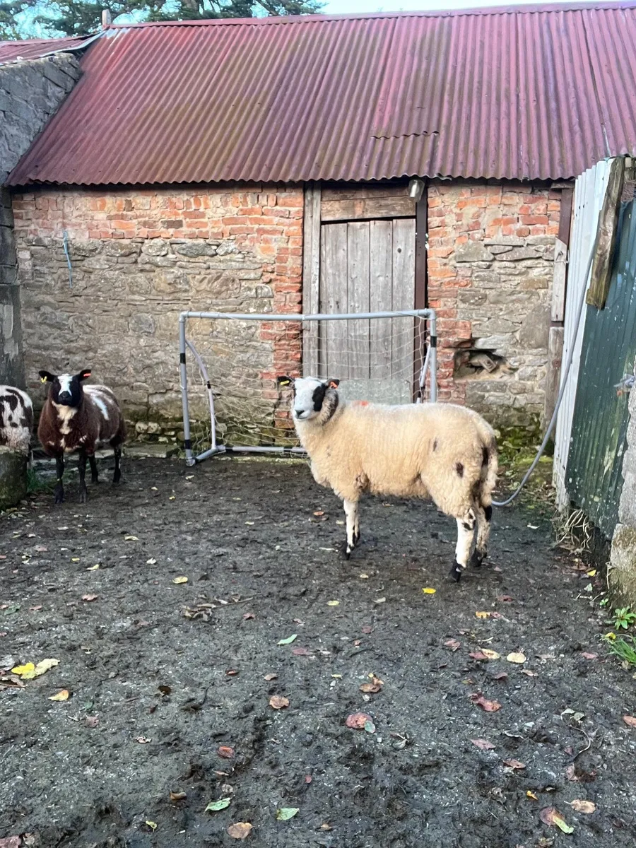 Spotted Dutch ewe lambs - Image 4