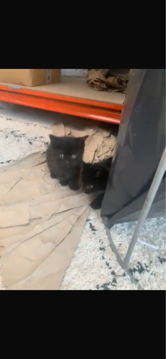 Kittens - Image 1