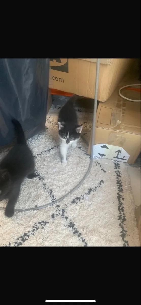 Kittens - Image 2