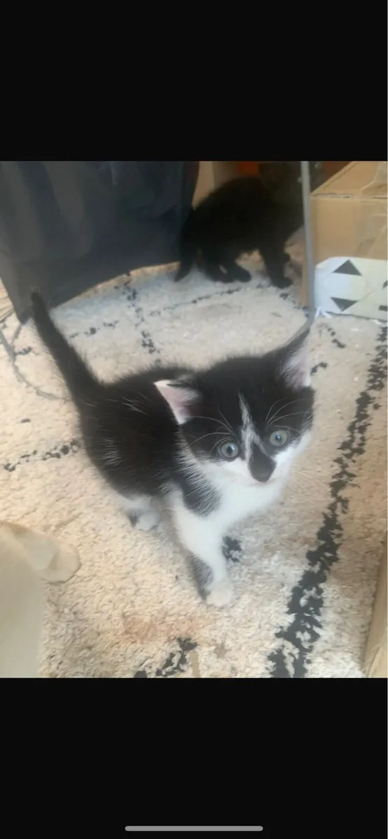 Kittens - Image 3