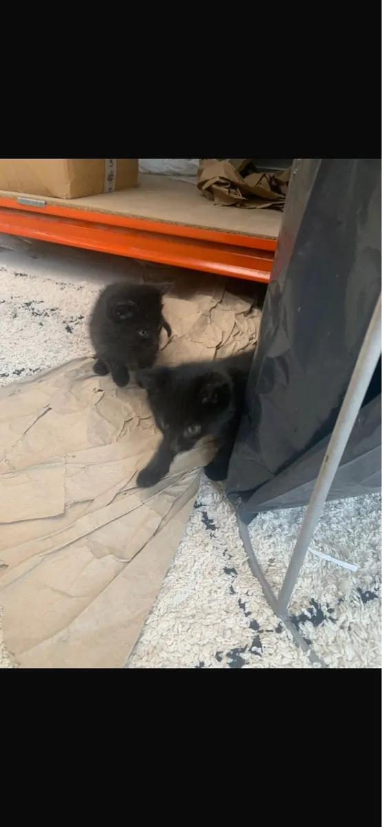 Kittens - Image 4