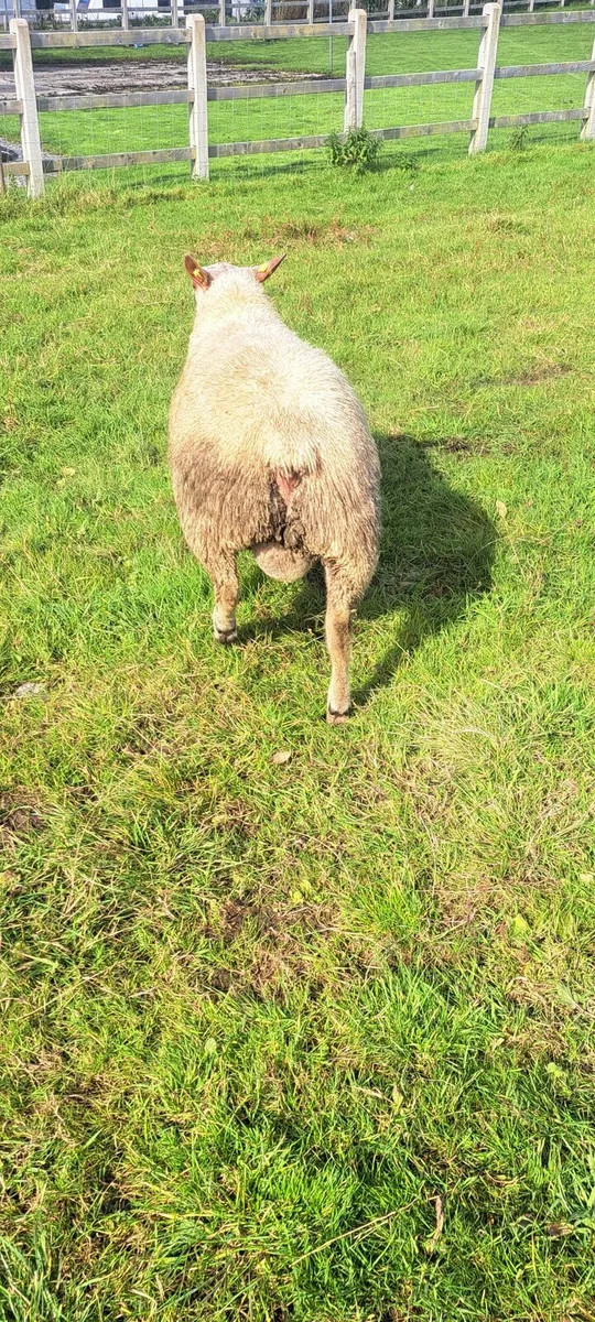⭐️PEDIGREE CHAROLLAIS RAM ⭐️ - Image 2
