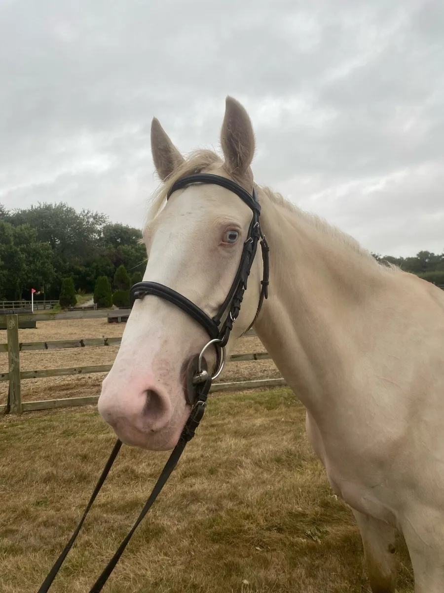 15.1h 4yr old cremello filly - Image 1