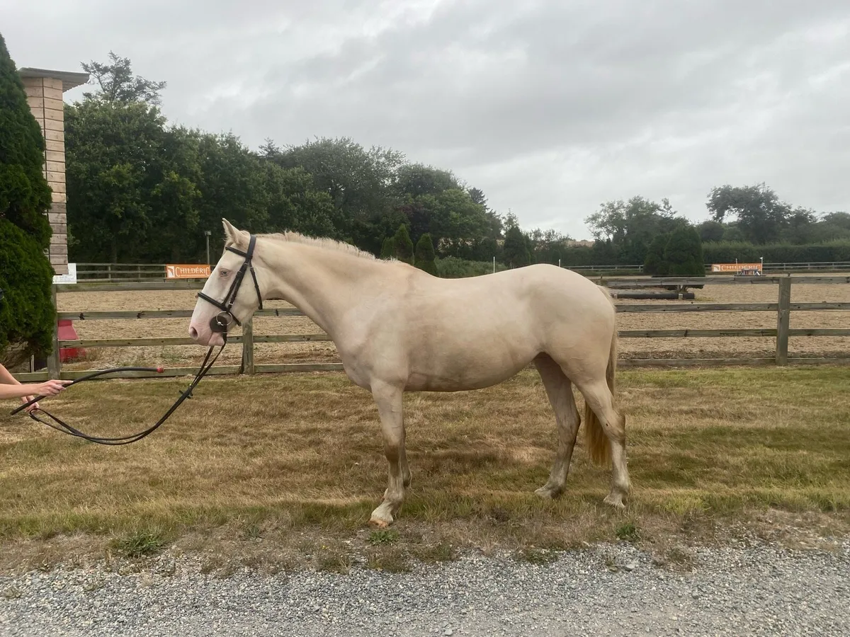 15.1h 4yr old cremello filly - Image 2