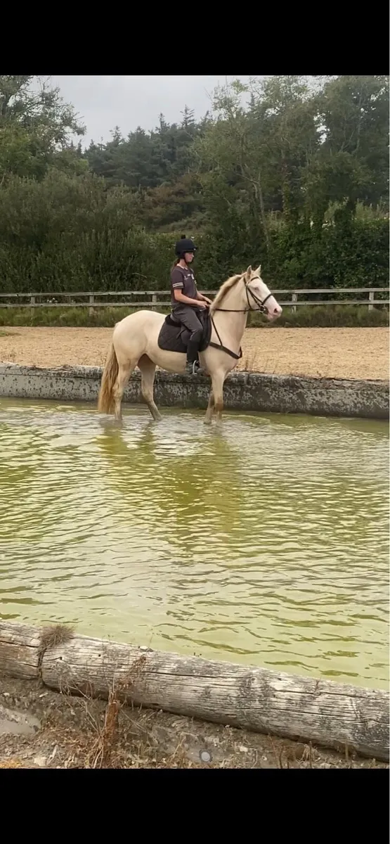15.1h 4yr old cremello filly - Image 3