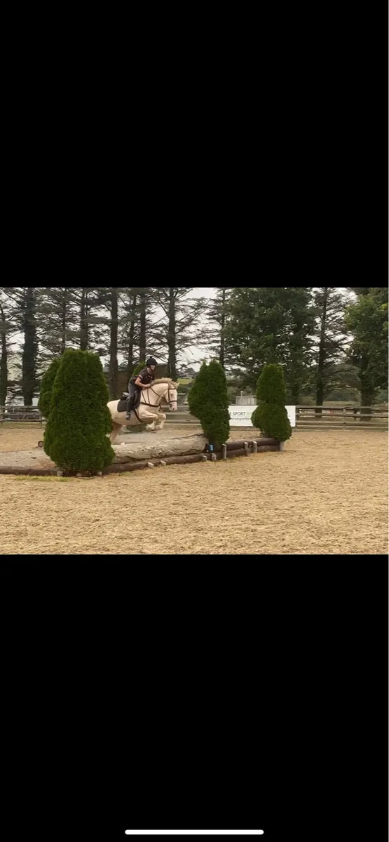 15.1h 4yr old cremello filly - Image 4