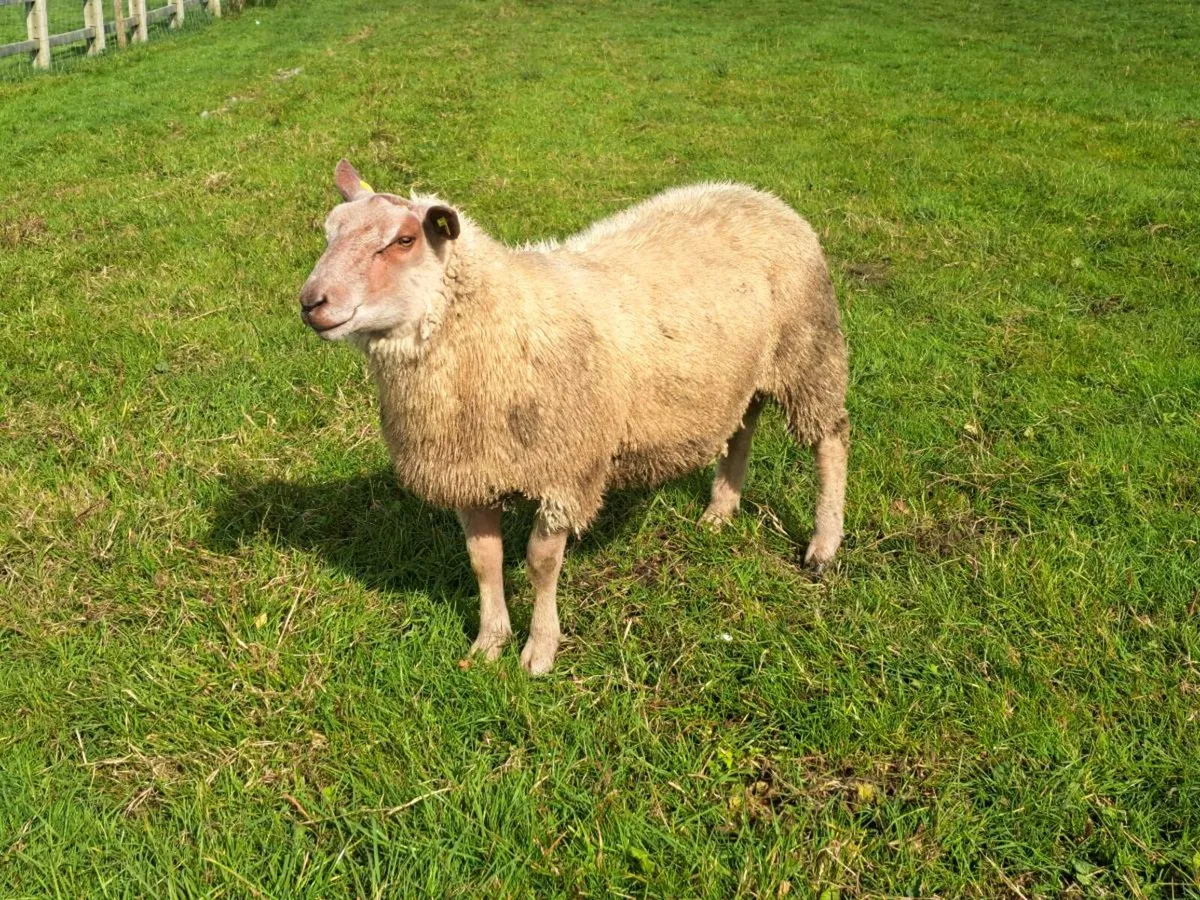 ⭐️PEDIGREE CHAROLLAIS RAM ⭐️ - Image 1