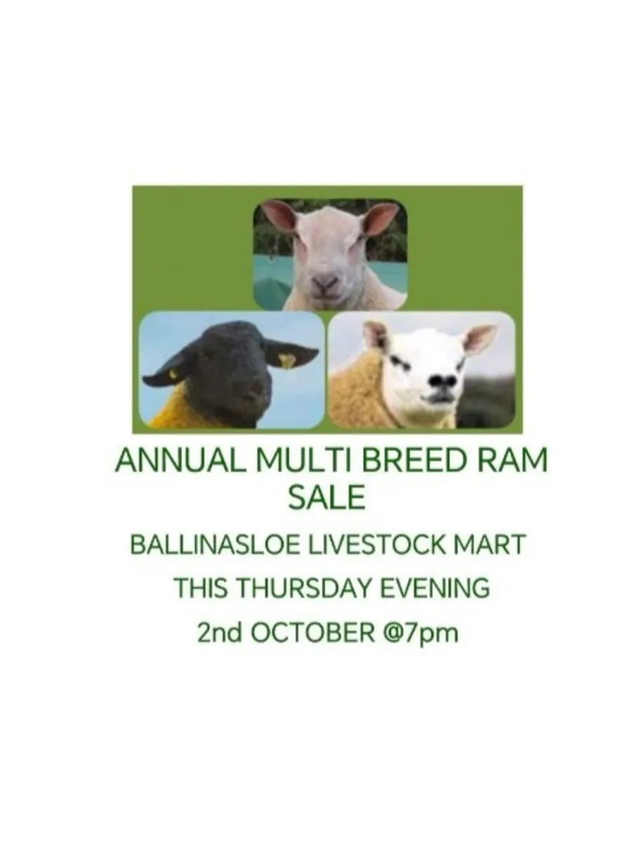 Multi Breed Pedigree Registered Ram Sale
