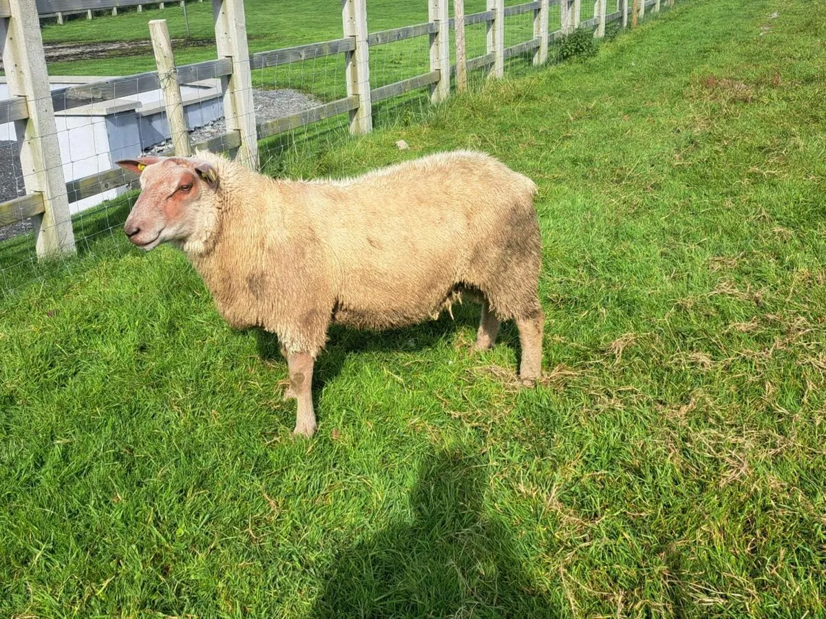 ⭐️PEDIGREE CHAROLLAIS RAM ⭐️ - Image 3