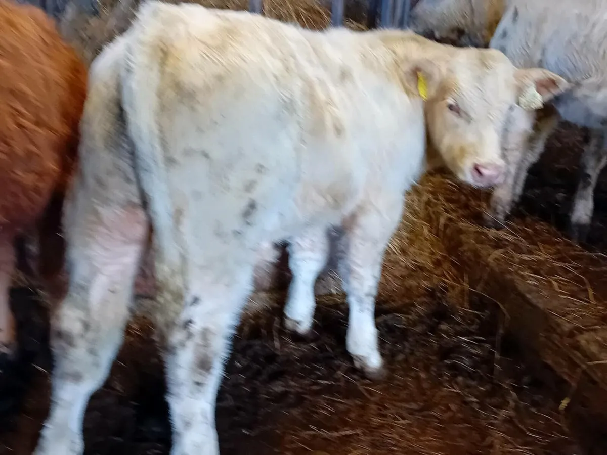 11 Smashing Bull Weanlings - Image 3