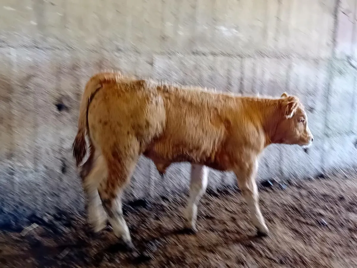 11 Smashing Bull Weanlings - Image 4