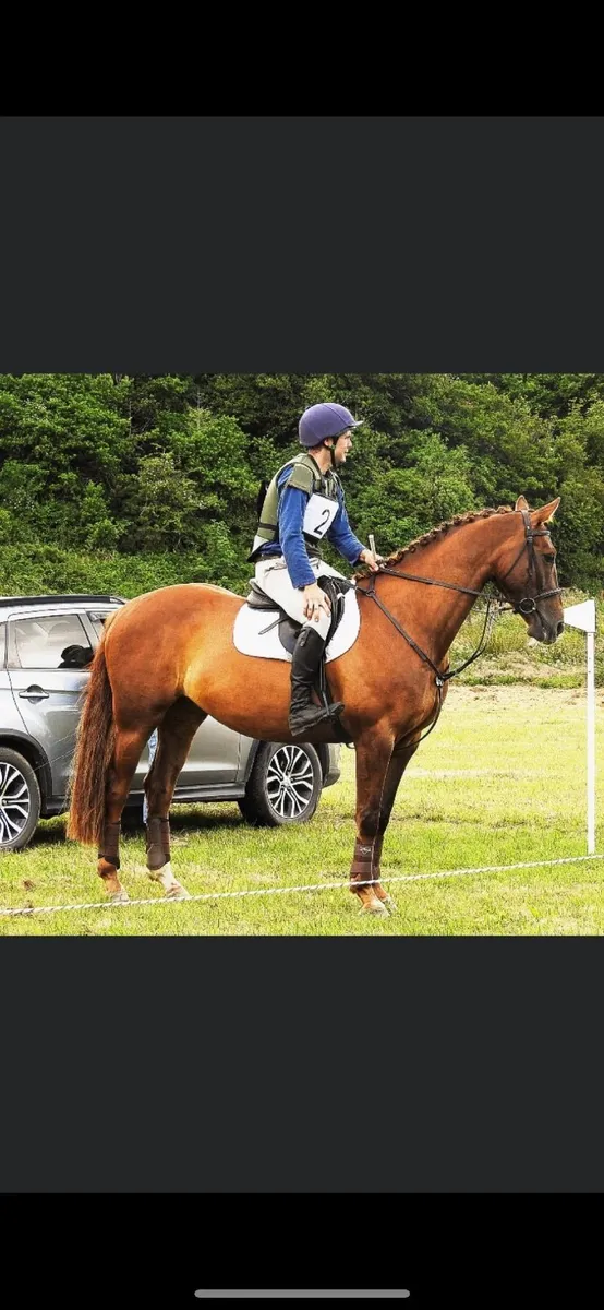 Horse - Image 4