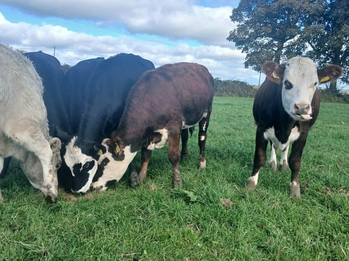 20 Super Angus and Hereford Heifers - Image 2