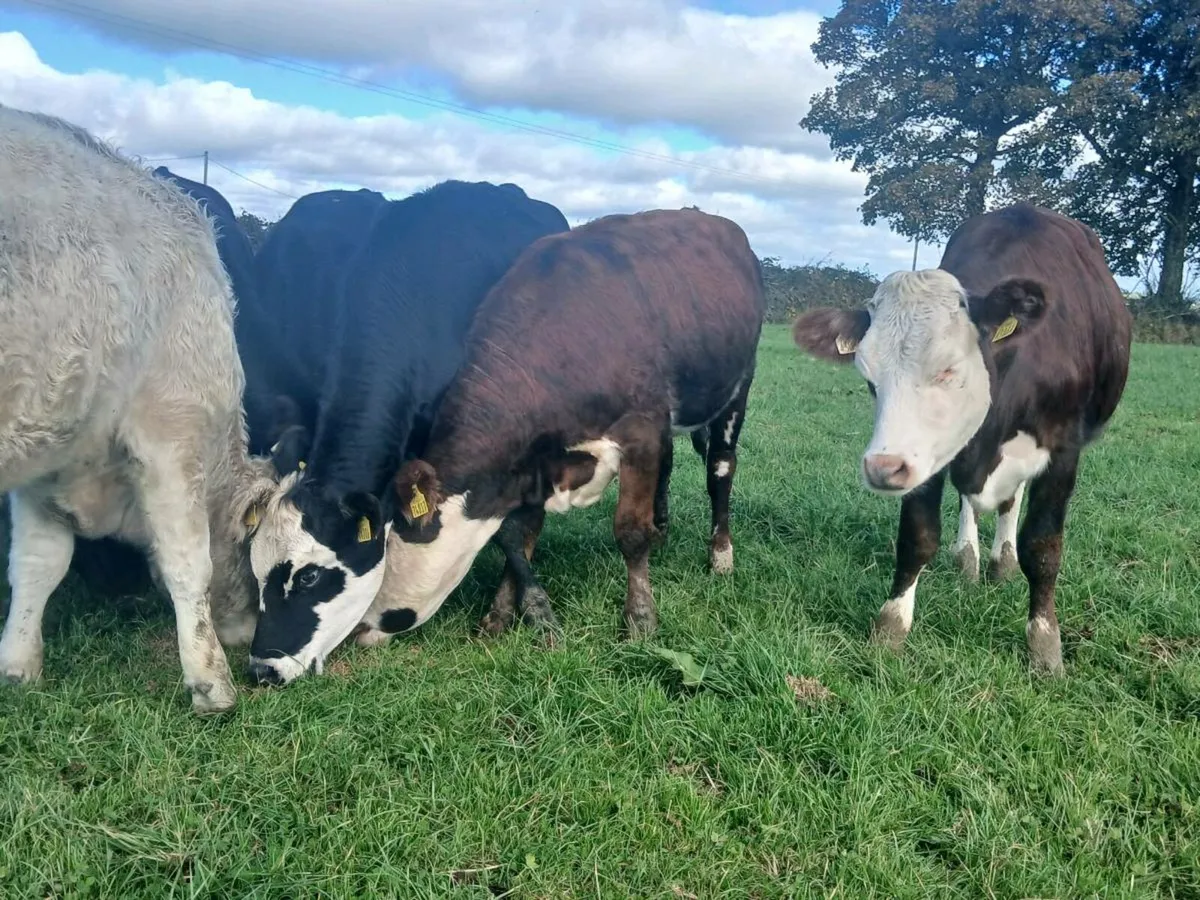 20 Super Angus and Hereford Heifers - Image 3