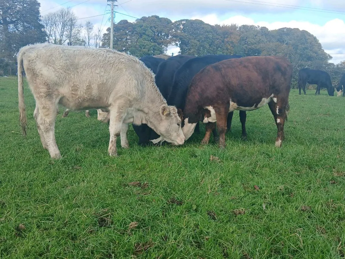 20 Super Angus and Hereford Heifers - Image 4