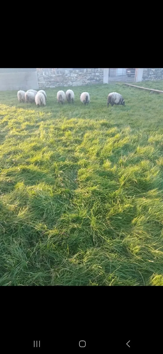 Ram lambs - Image 1