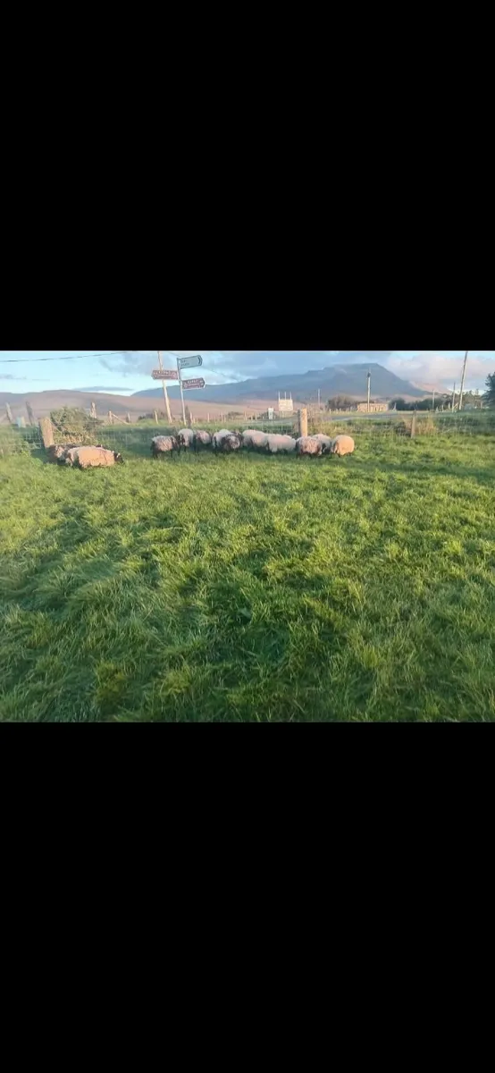 Ram lambs - Image 2