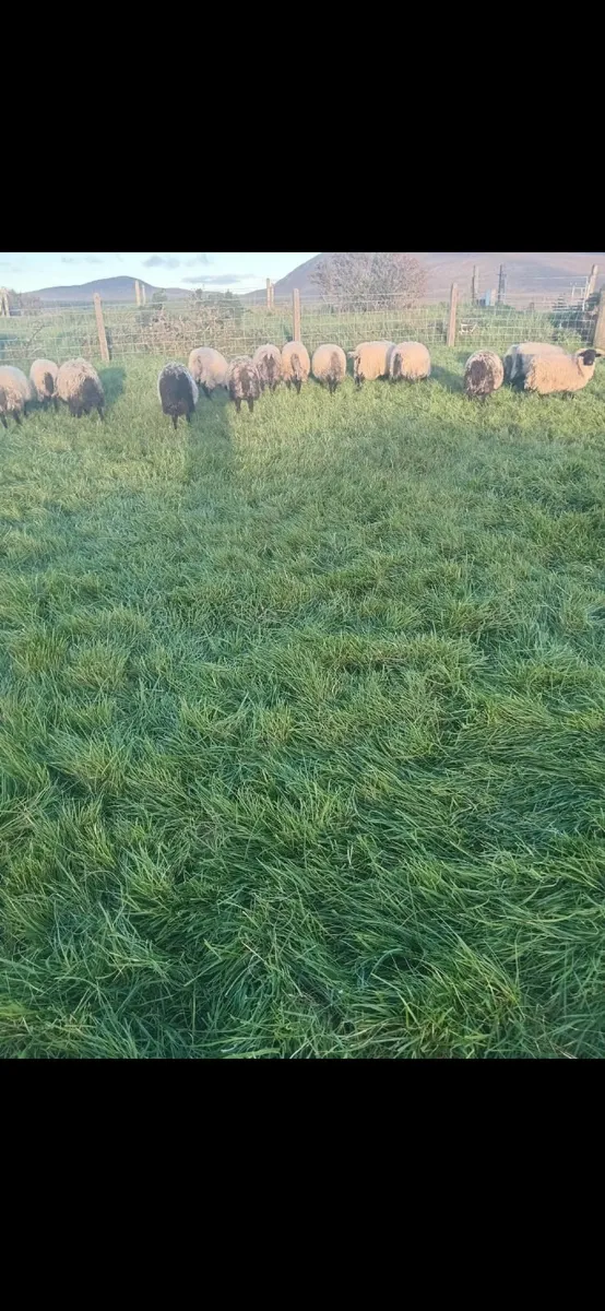 Ram lambs - Image 3