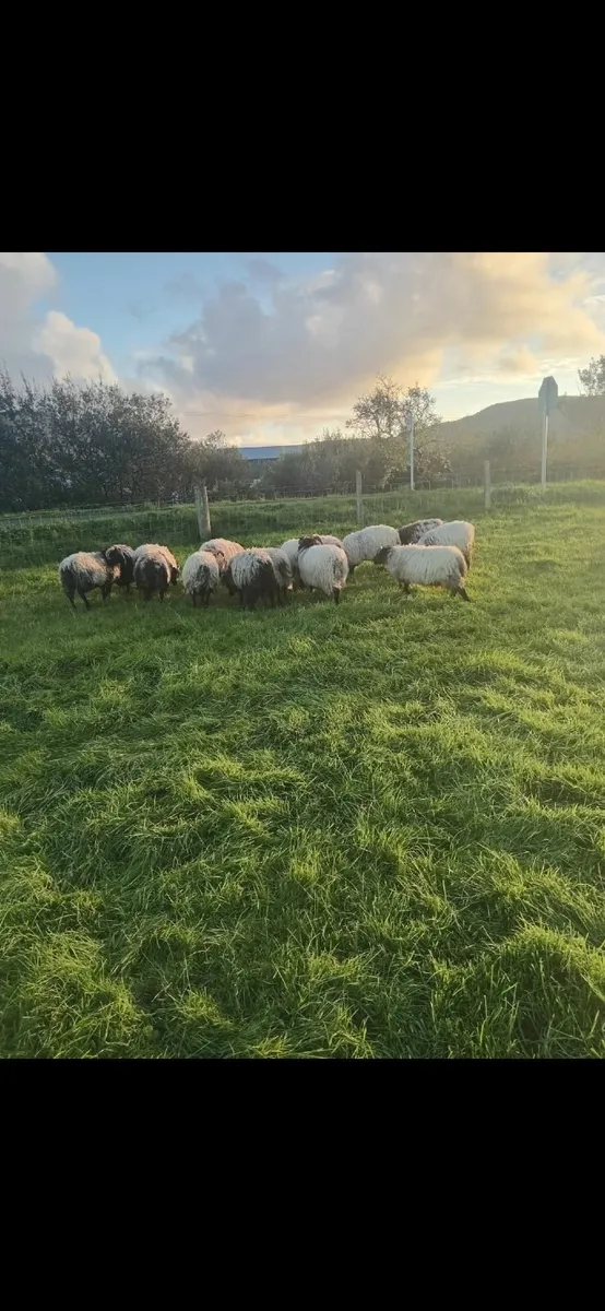 Ram lambs - Image 4