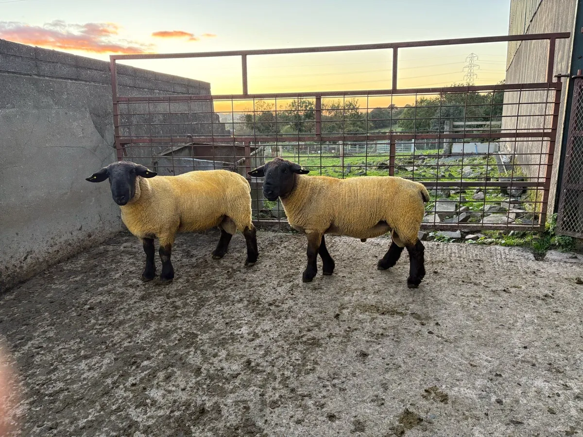 Pedigree Suffolk Shearling Rams - Image 1