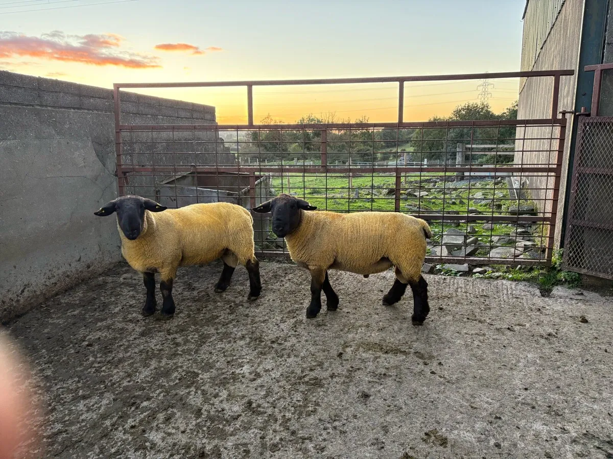Pedigree Suffolk Shearling Rams - Image 2