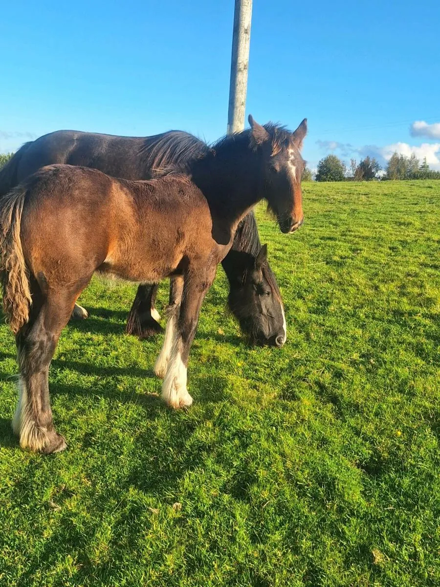 Champion colt for for sale!!!! - Image 1