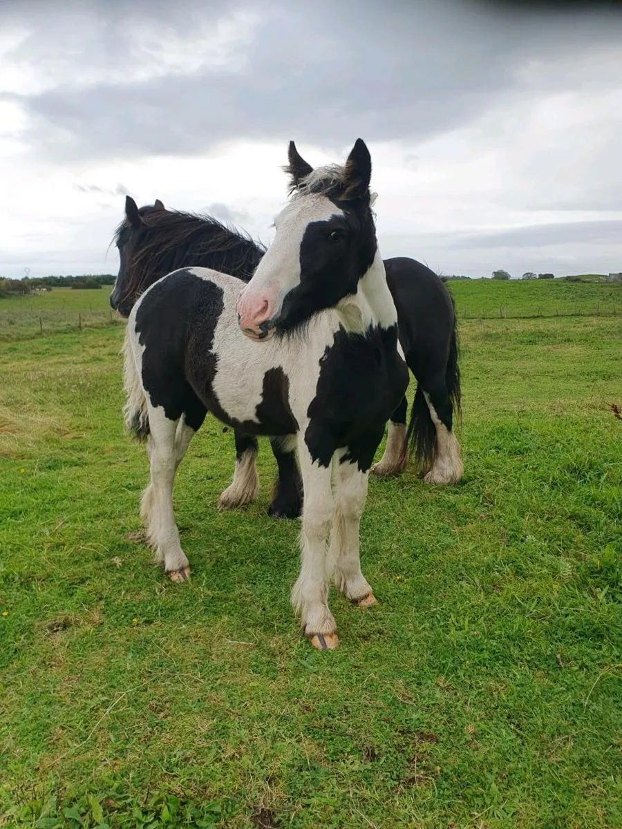 Foal - Image 1