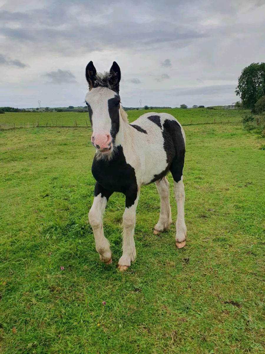 Foal - Image 2
