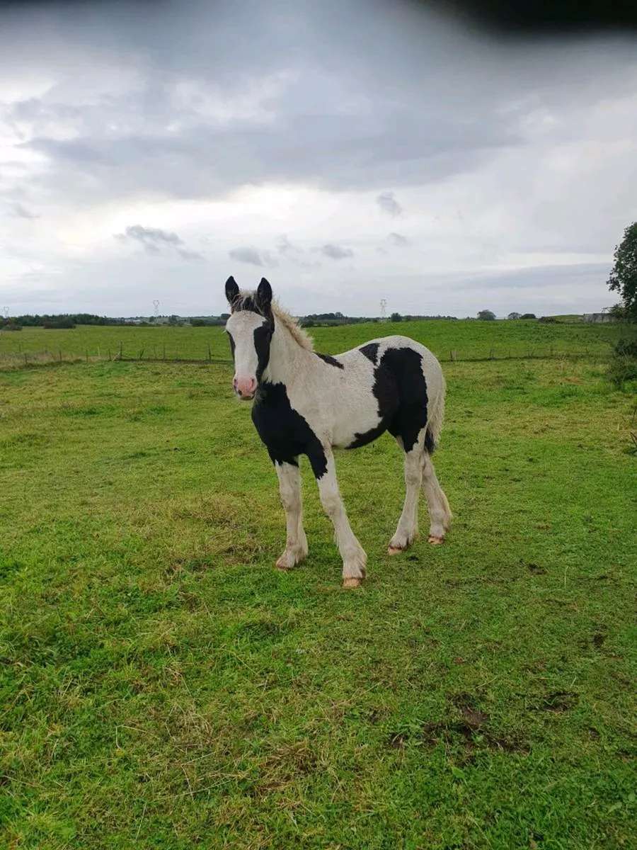 Foal - Image 3