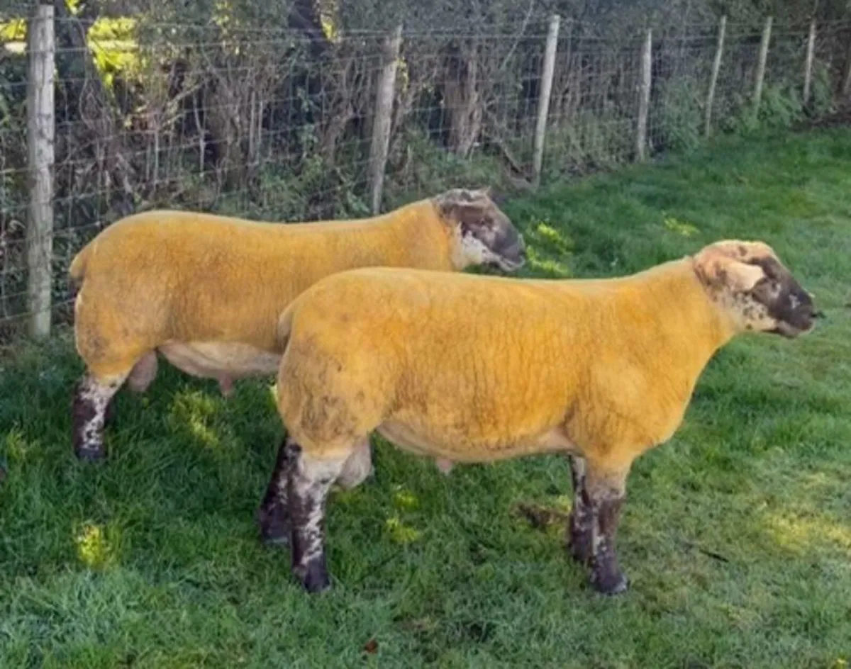 SUPER  SUFFTEX  RAM  LAMBS - Image 3