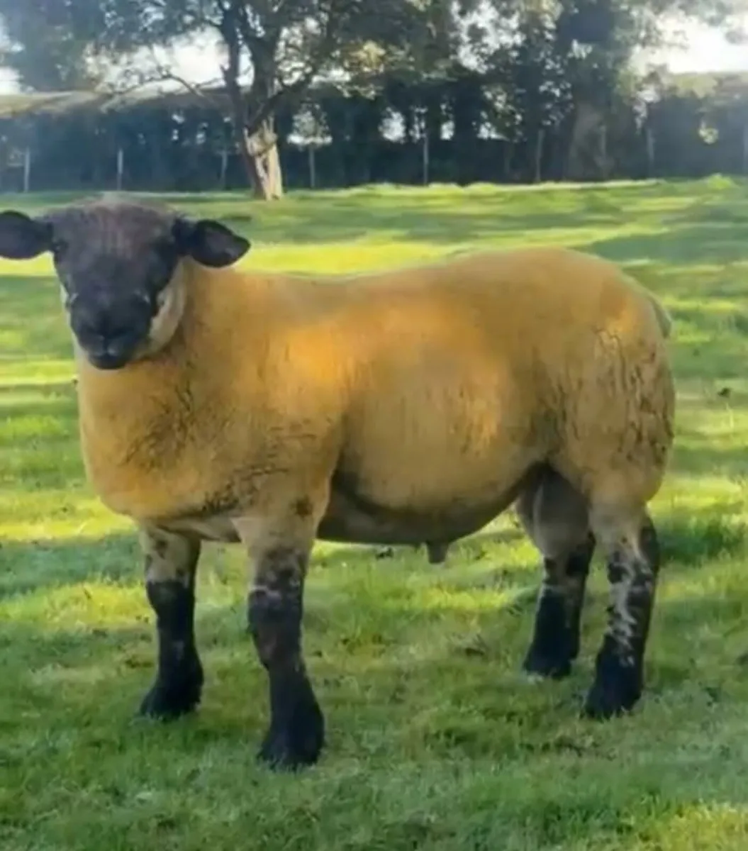SUPER  SUFFTEX  RAM  LAMBS - Image 4