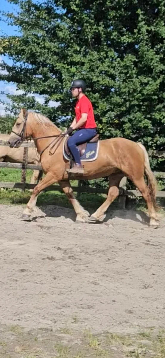 15.2 cob - Image 2