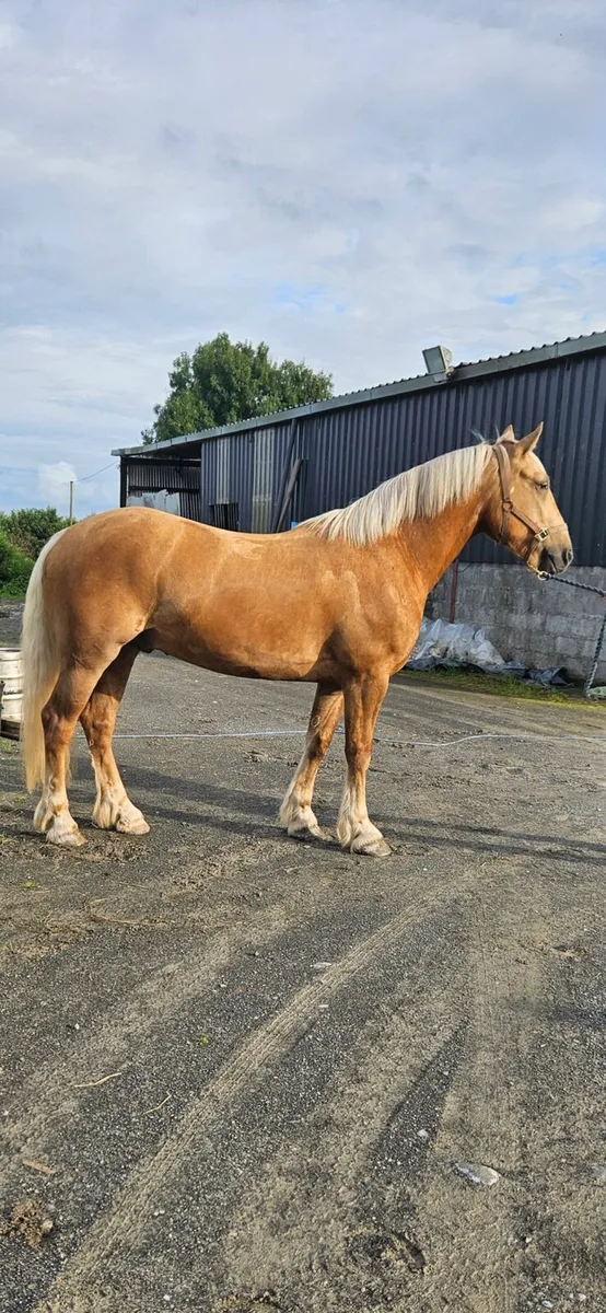 15.2 cob - Image 1