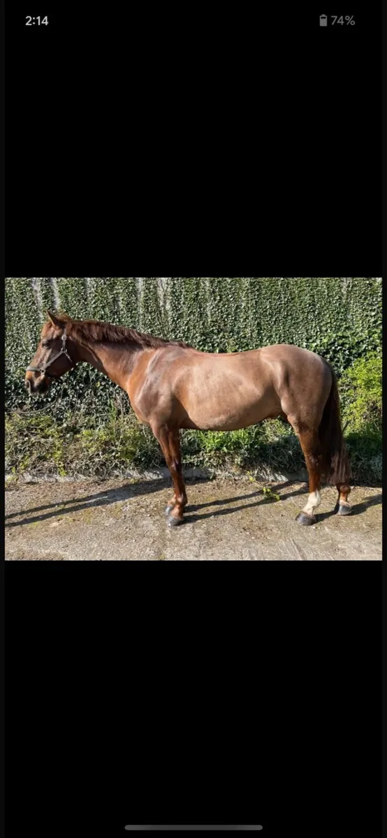 Horse - Image 1
