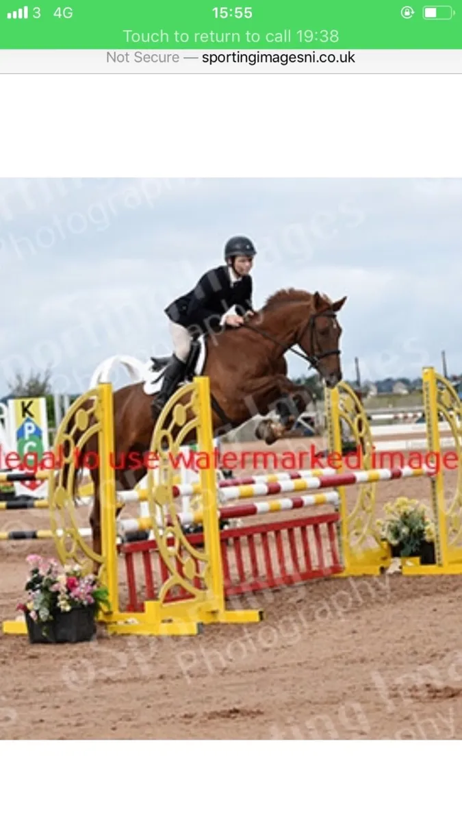 Horse - Image 3