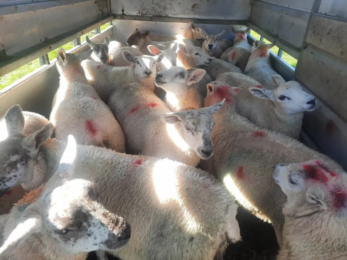 Texel Ewe lambs - Image 1