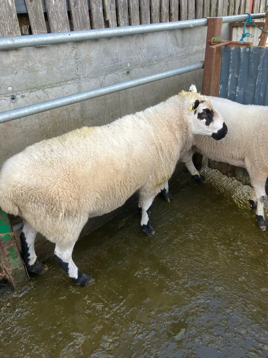 Rams - Image 1