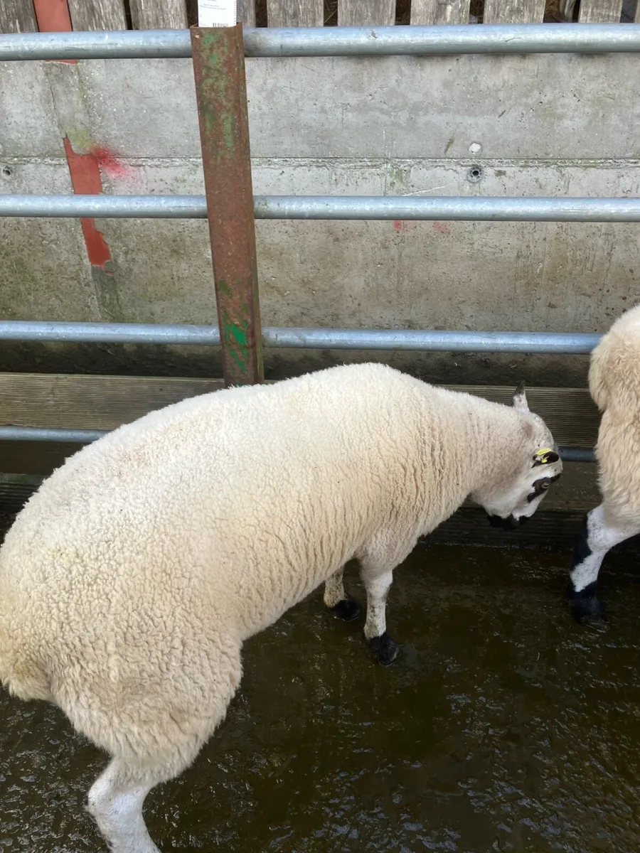 Rams - Image 3