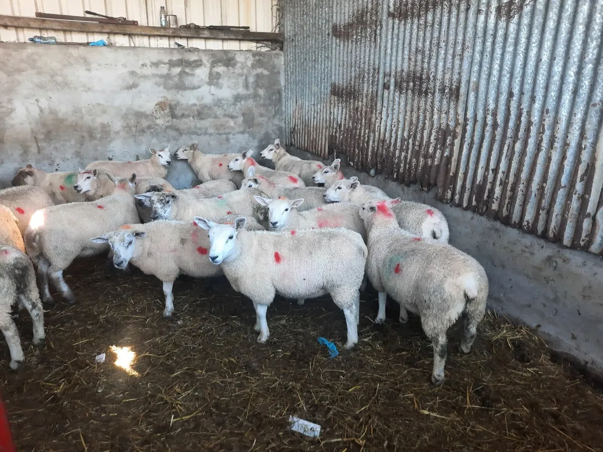 Texel Ewe lambs - Image 2