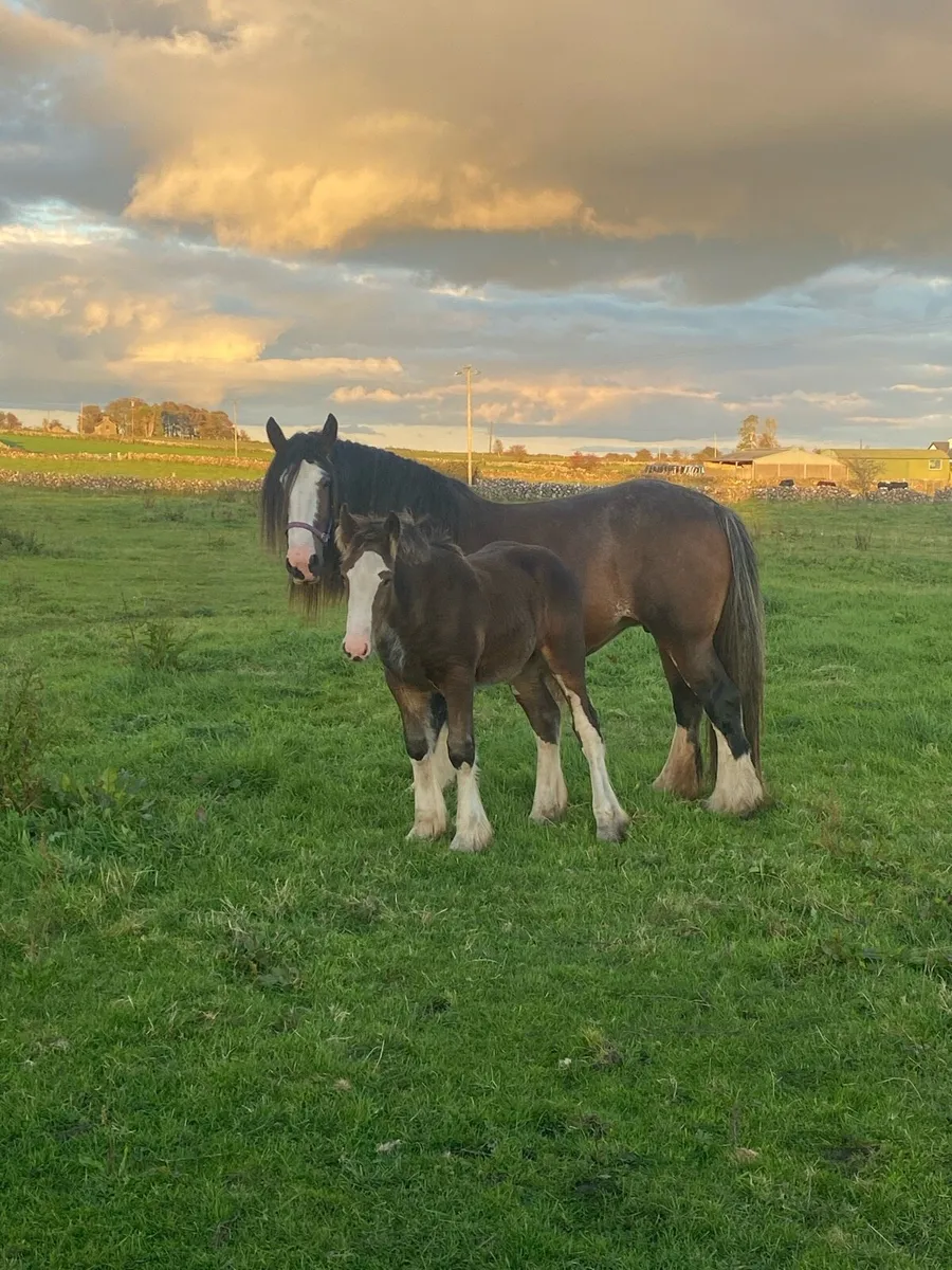 16–2 Mare with colt foal. - Image 1