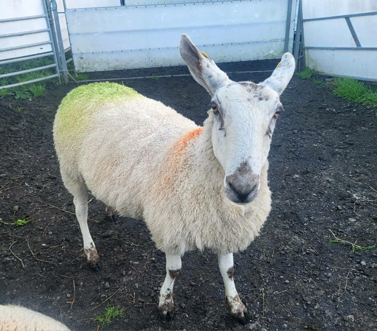 TIPPED HOGGETS - Image 1