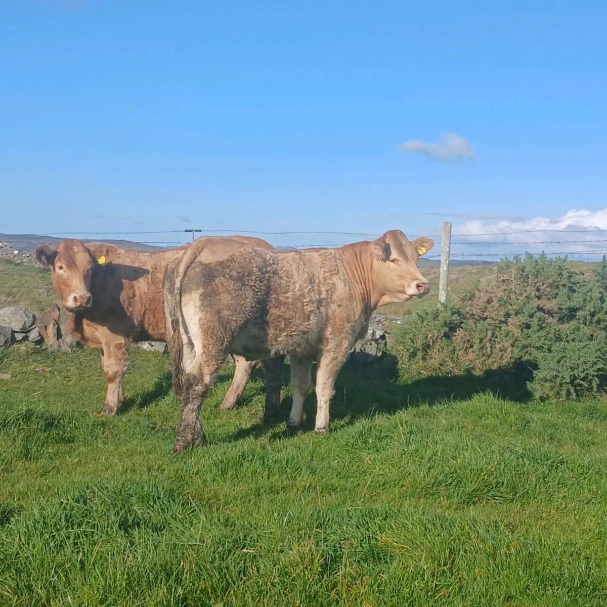Breeding Heifer - Image 3