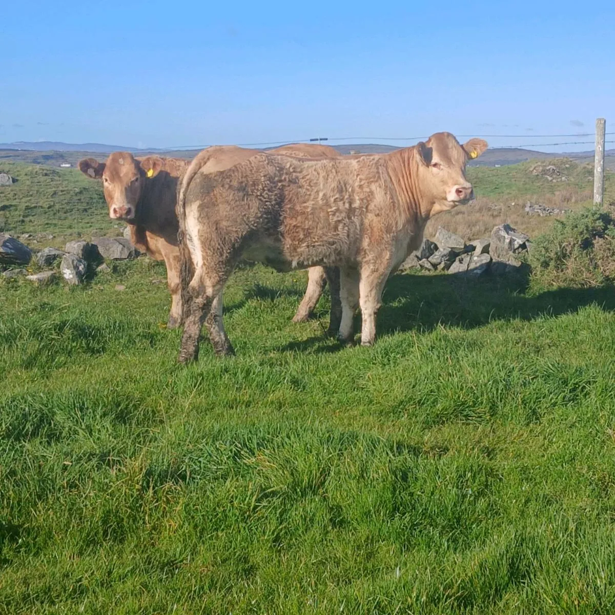 Breeding Heifer - Image 4