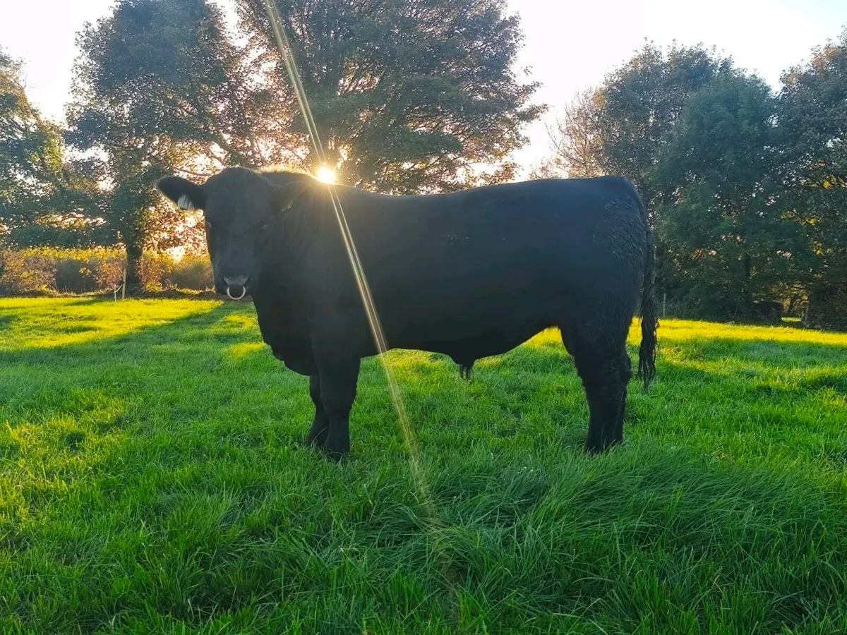 Pedigree Angus Heifer and Bull - Image 1