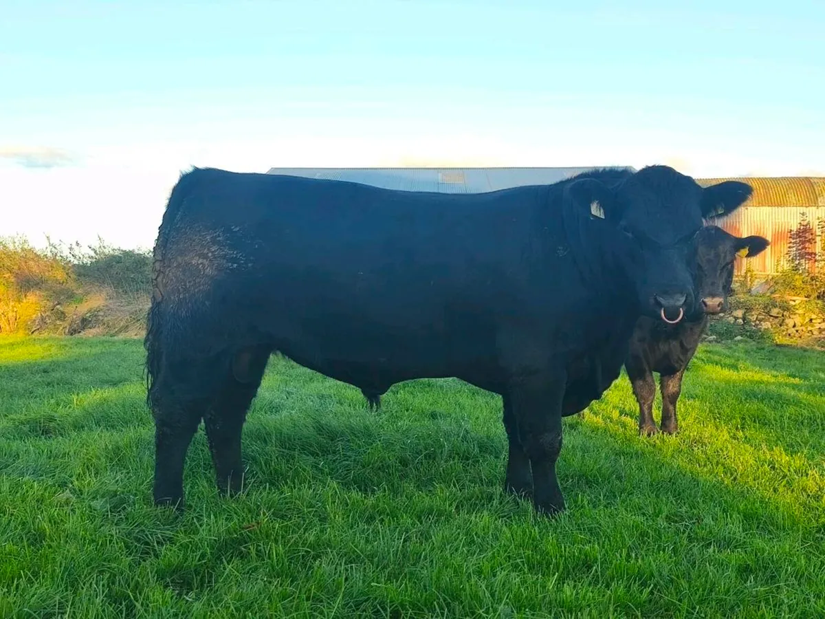 Pedigree Angus Heifer and Bull - Image 2